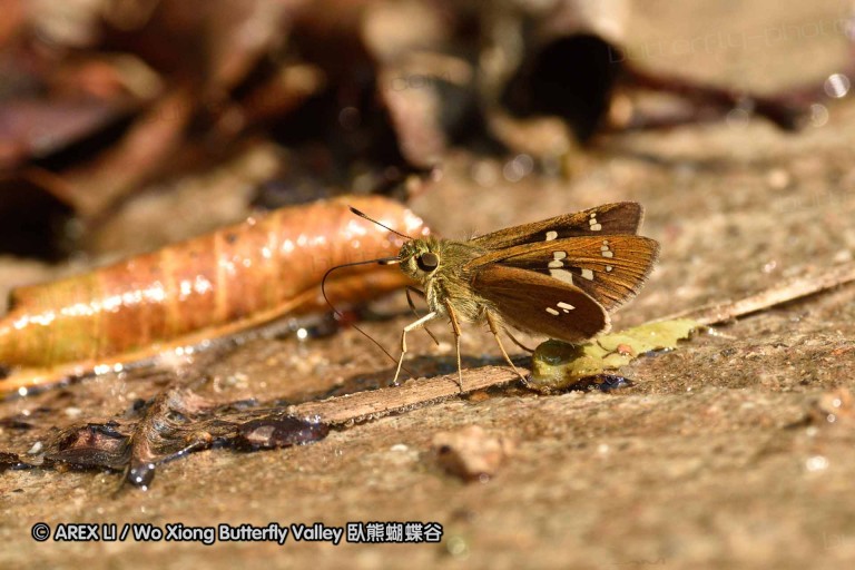 150330_phahompok_008.jpg