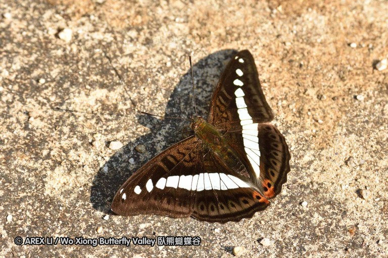 150330_phahompok_011.jpg