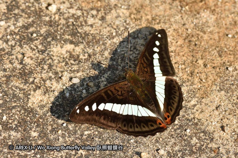 150330_phahompok_012.jpg