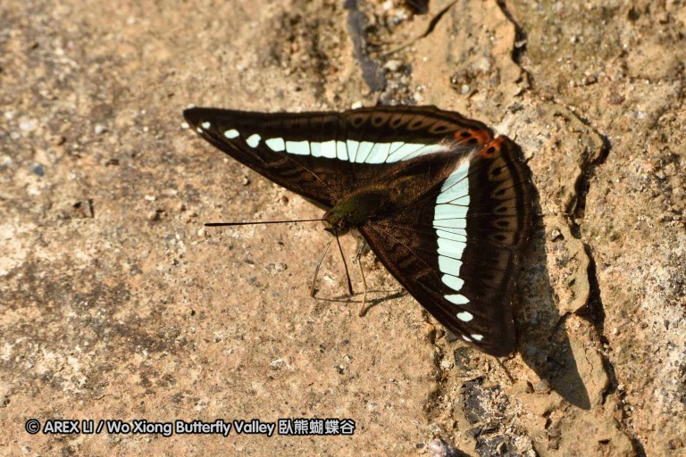 150330_phahompok_013.jpg