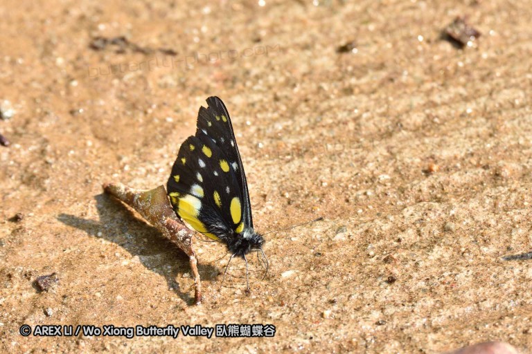 150330_phahompok_014.jpg