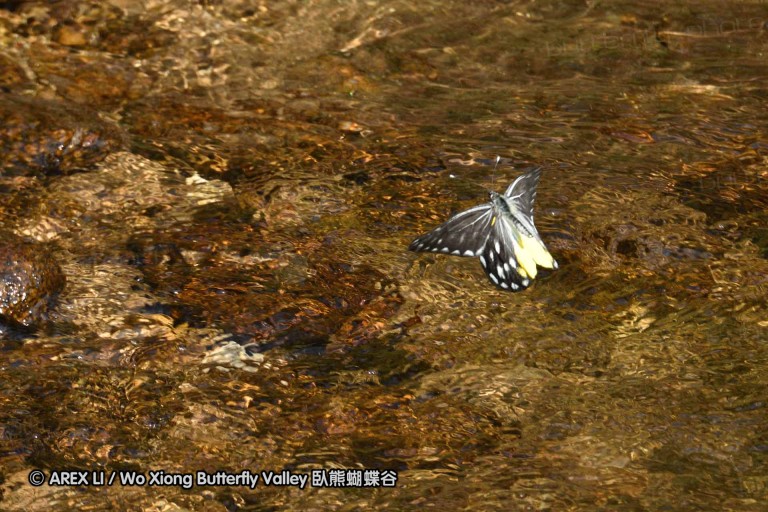 150330_phahompok_017.jpg