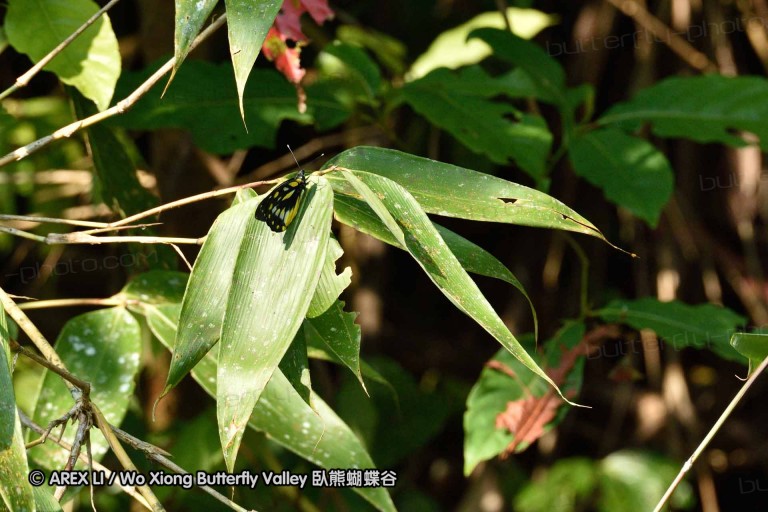 150330_phahompok_020.jpg