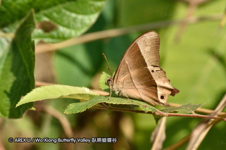 150330_phahompok_023.jpg