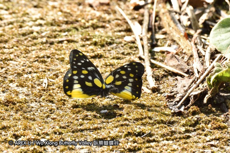 150330_phahompok_025.jpg