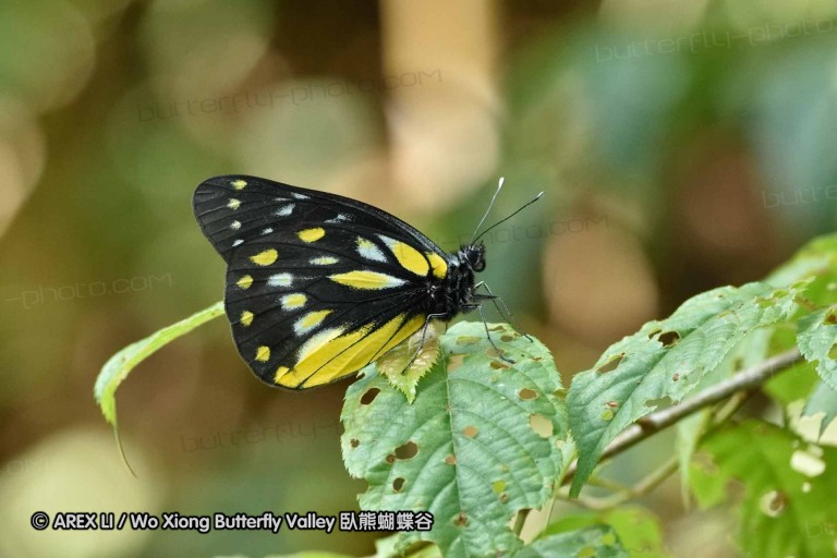 150330_phahompok_030.jpg