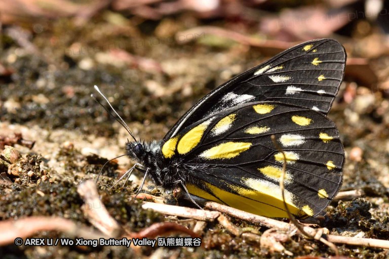 150330_phahompok_032.jpg