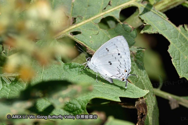 150330_phahompok_066.jpg