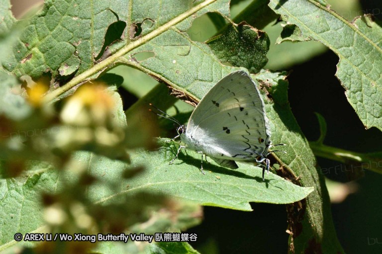 150330_phahompok_069.jpg