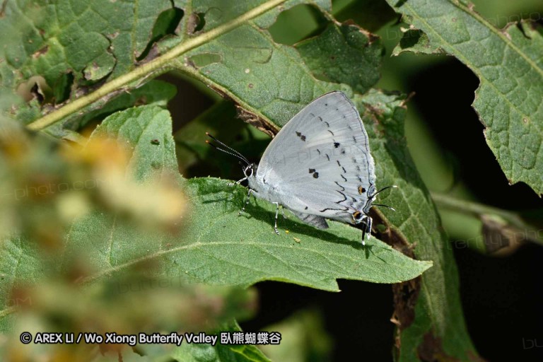 150330_phahompok_070.jpg
