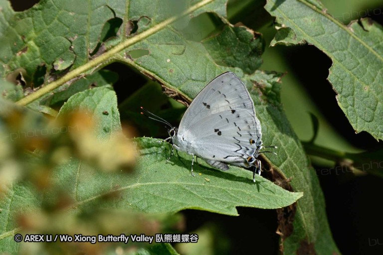 150330_phahompok_071.jpg