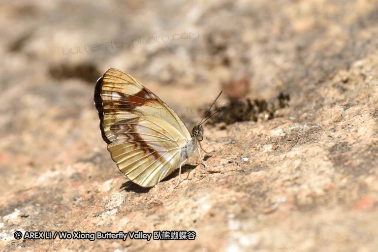 150330_phahompok_081.jpg