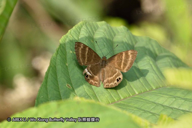 150330_phahompok_095.jpg