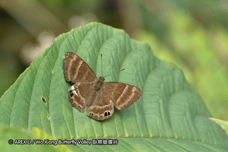 150330_phahompok_096.jpg