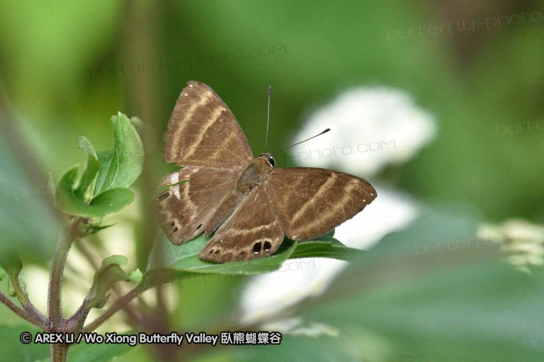 150330_phahompok_097.jpg