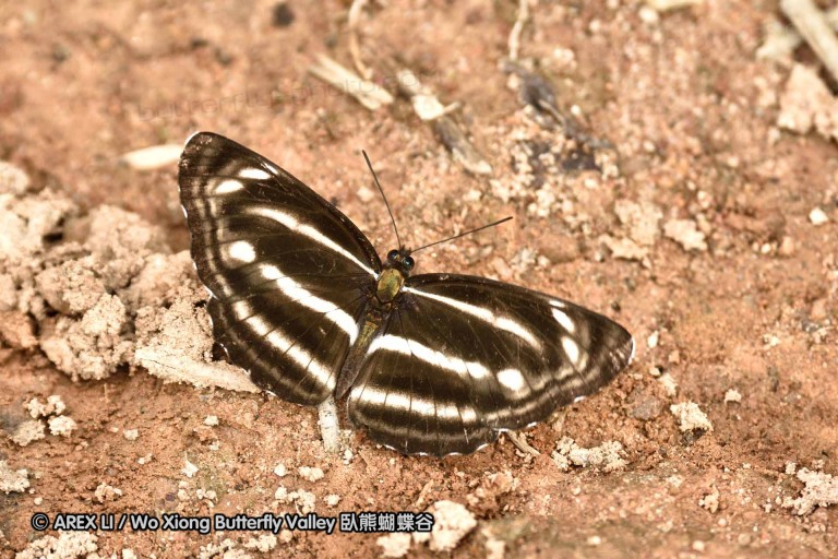 150330_phahompok_107.jpg