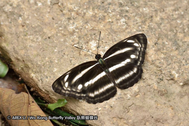 150330_phahompok_111.jpg