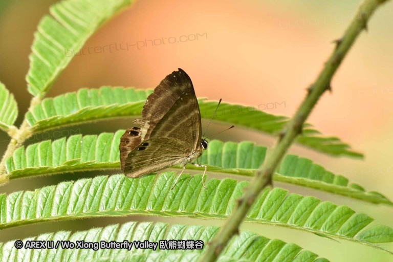 150330_phahompok_114.jpg
