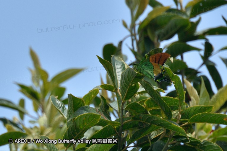 150331_doilang_002.jpg