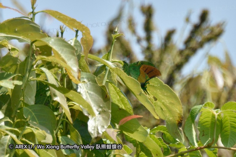 150331_doilang_005.jpg