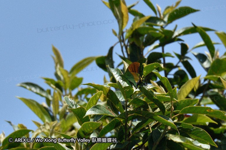150331_doilang_025.jpg