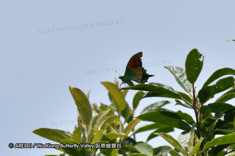 150331_doilang_031.jpg