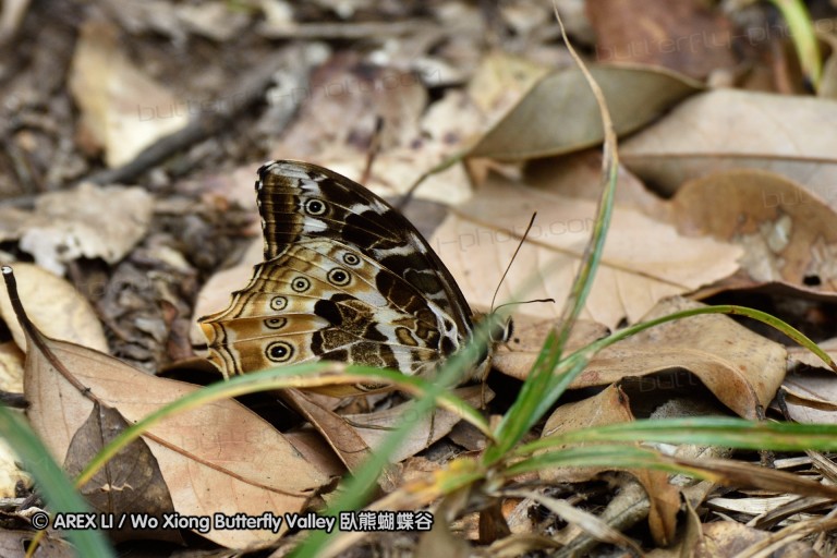 150331_doilang_040.jpg