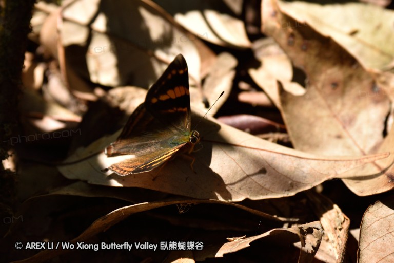 150331_doilang_044.jpg