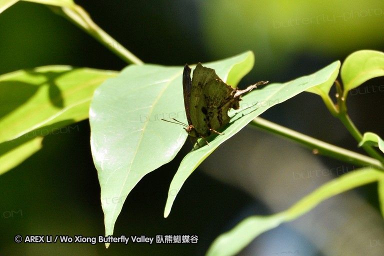 150331_doilang_051.jpg