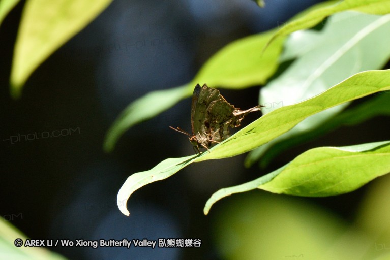 150331_doilang_054.jpg