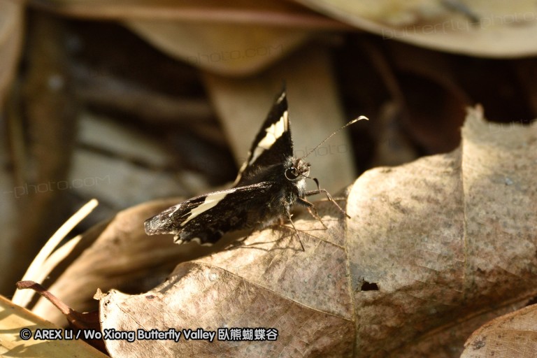 150401_phahompok_004.jpg
