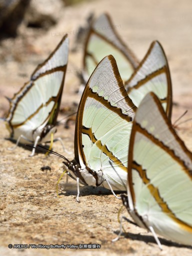 150401_phahompok_027.jpg