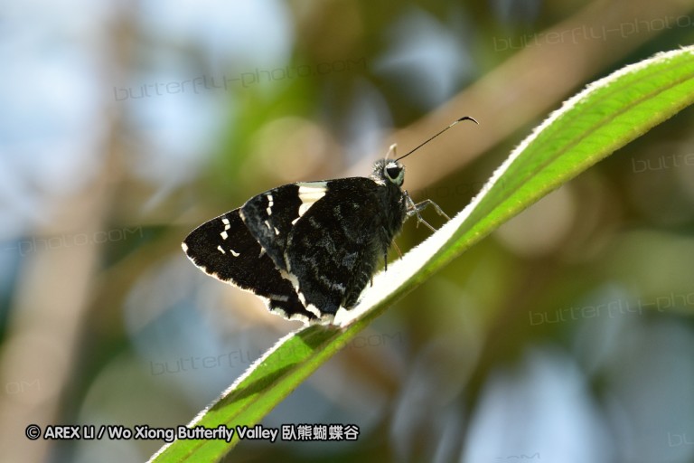 150401_phahompok_033.jpg