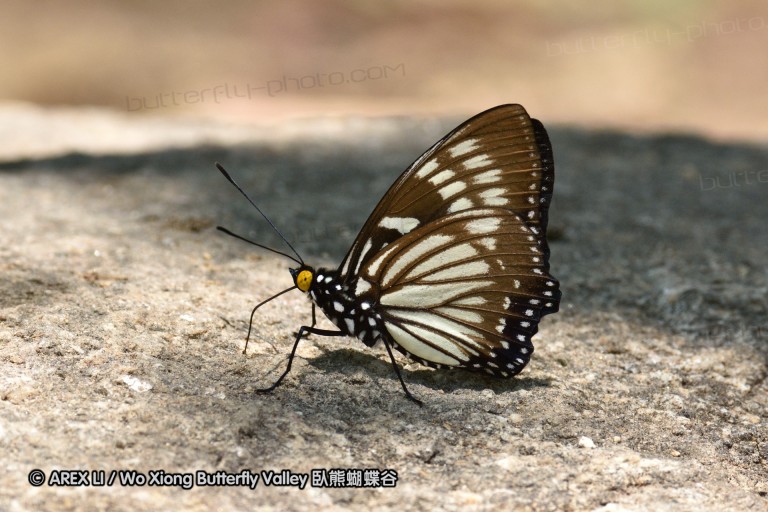 150401_phahompok_036.jpg