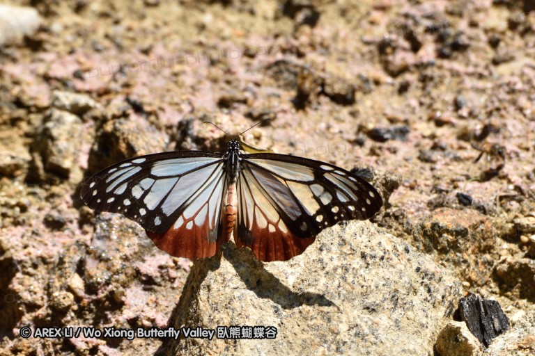 150401_phahompok_038.jpg
