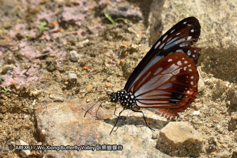 150401_phahompok_039.jpg