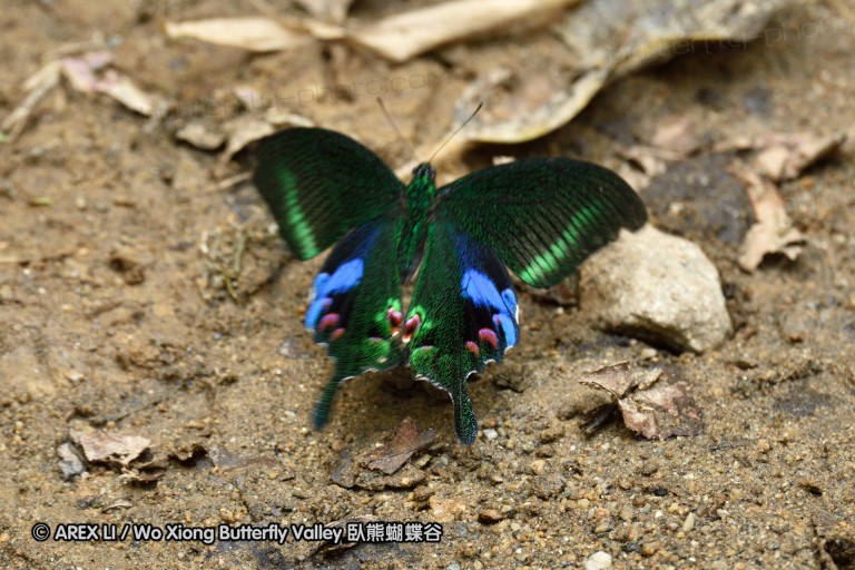 150401_phahompok_054.jpg