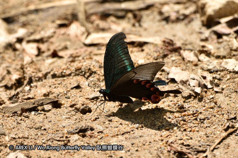 150401_phahompok_057.jpg