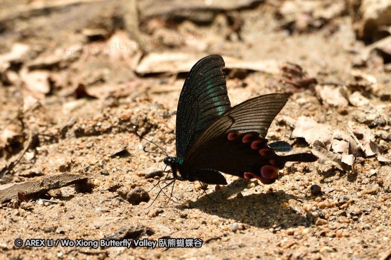 150401_phahompok_058.jpg