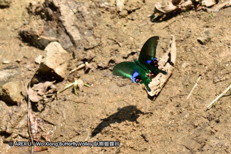 150401_phahompok_059.jpg