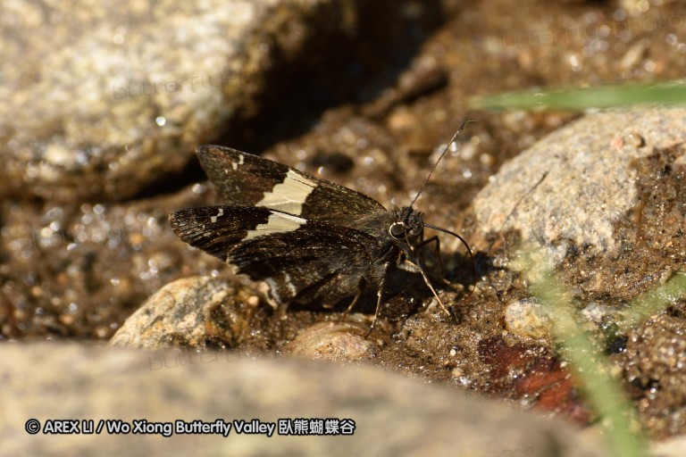 150401_phahompok_065.jpg