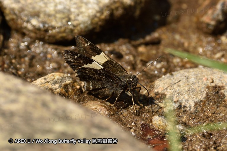 150401_phahompok_066.jpg