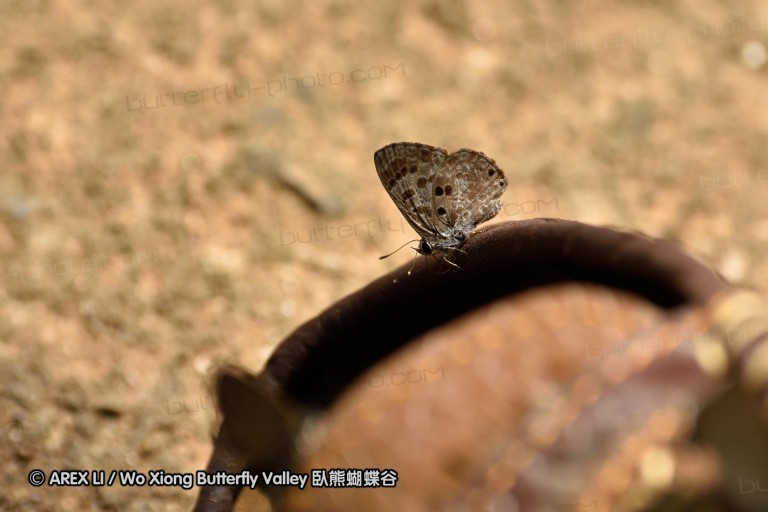 150402_chiangdao_014.jpg