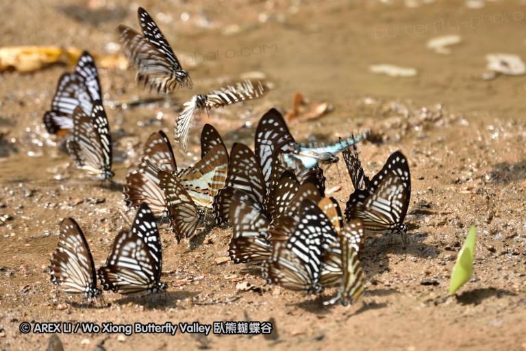 150402_chiangdao_042.jpg