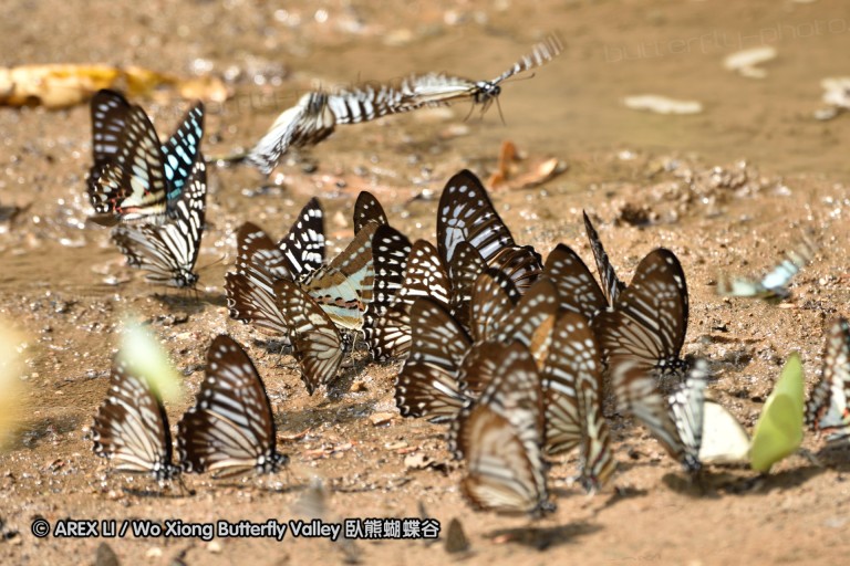 150402_chiangdao_043.jpg