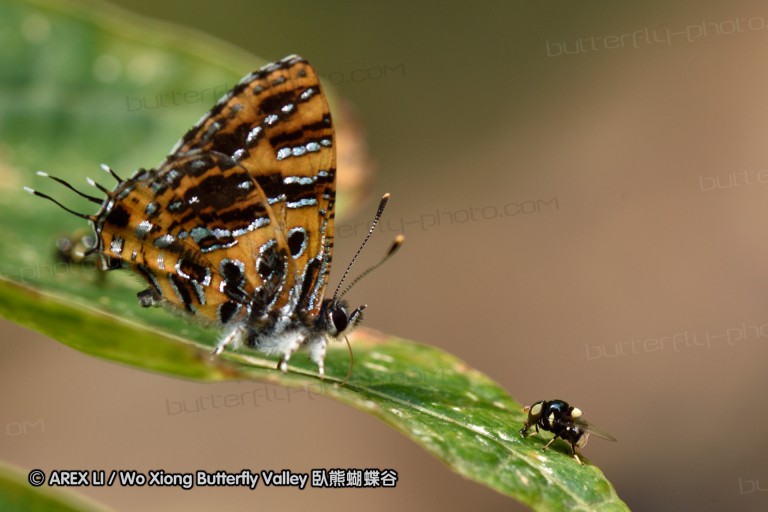 150402_chiangdao_056.jpg
