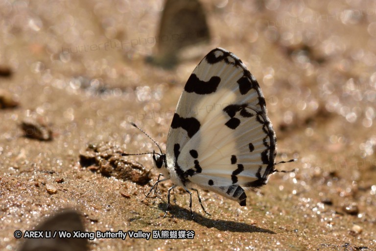 150402_chiangdao_057.jpg