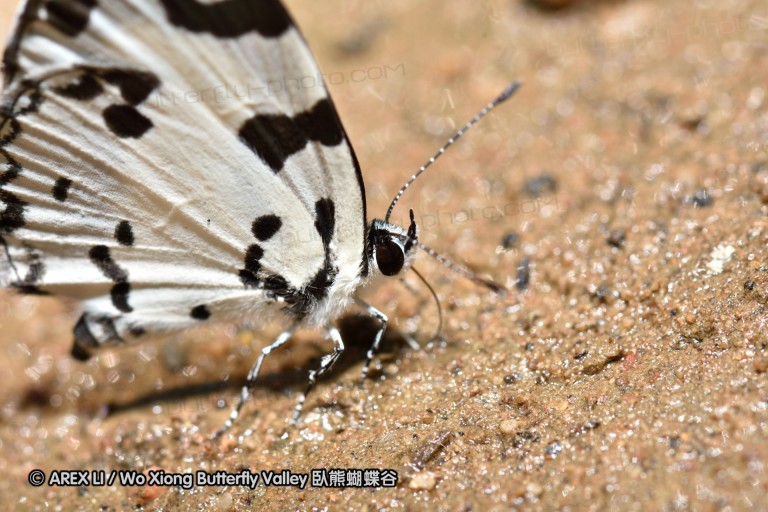 150402_chiangdao_059.jpg