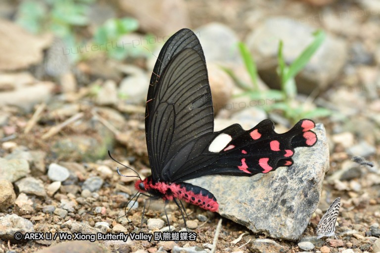 150402_chiangdao_105.jpg