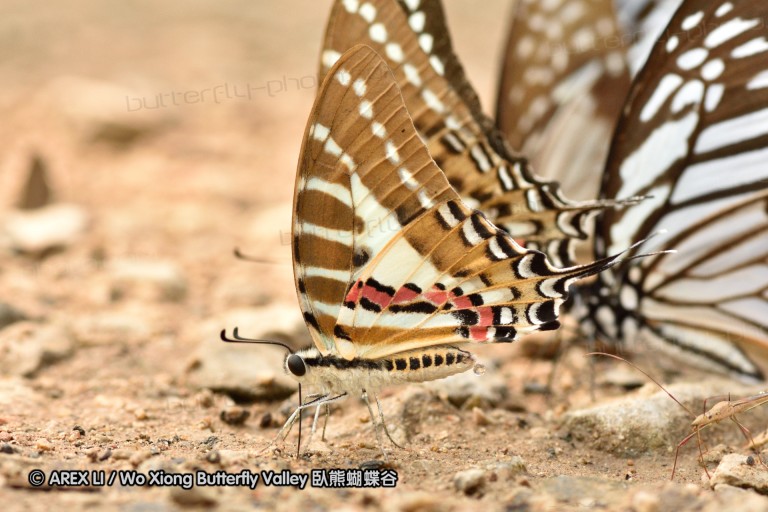 150402_chiangdao_109.jpg